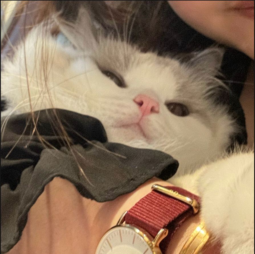 Laddy Cat